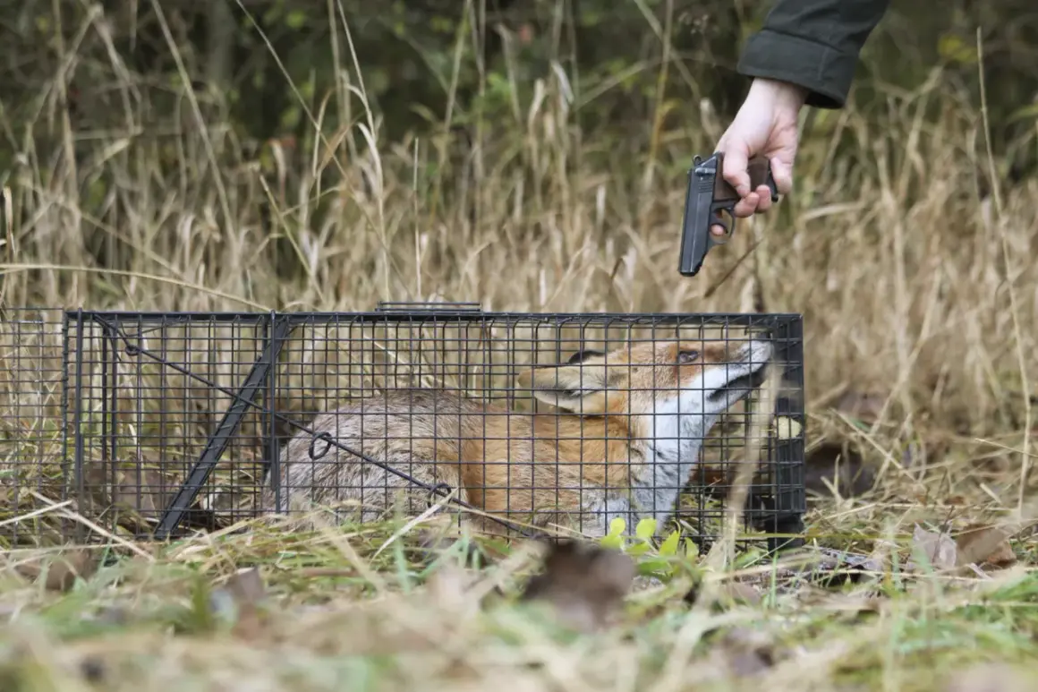 Ein Mann zielt mit einer Pistole auf einen gefangenen Fuchs in einem Käfig. Der Fuchs schaut ängstlich nach oben.