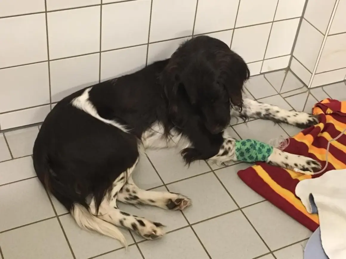 Ein Hund mit Infusion liegt auf einer Decke. Die Wahrscheinlichkeit für das Aujeszky-Virus ist gering, aber die Behandlung ist wichtig.