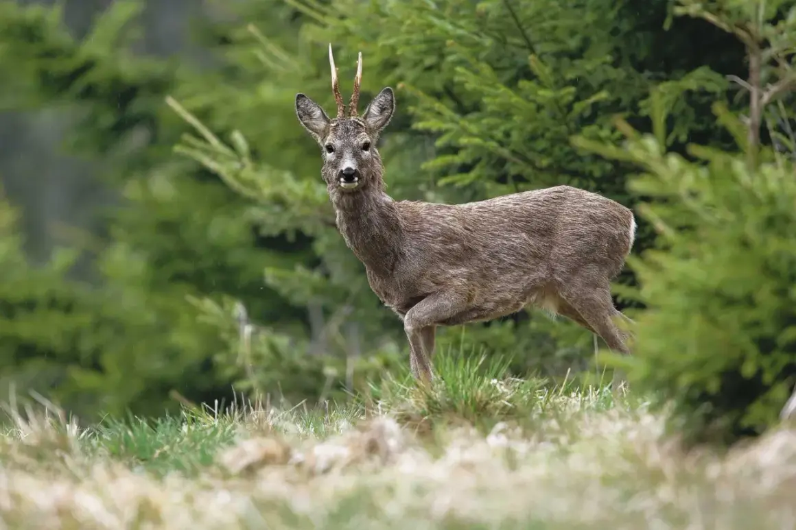 Ein Rehbock mit ungewöhnlichem Geweih steht im Wald.