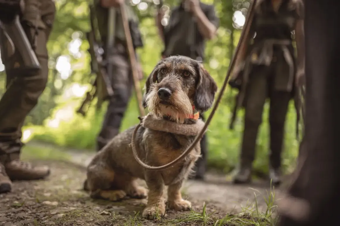 Ein Rauhaardackel mit Halsband und Leine, bereit für die Jagd. Jagdhund Zubehör ist hier im Einsatz.