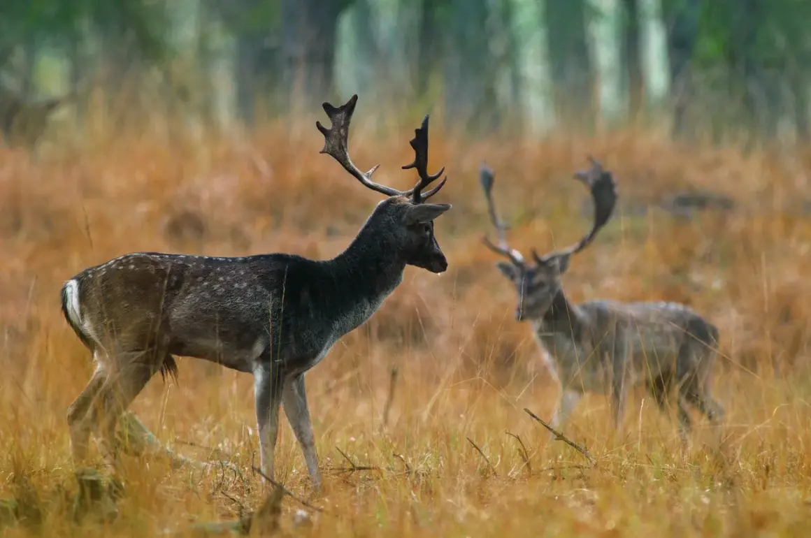 Zwei Damwild-Hirsche mit prächtigem Geweih stehen im hohen, goldenen Gras. Einer im Vordergrund, der andere unscharf im Hintergrund.