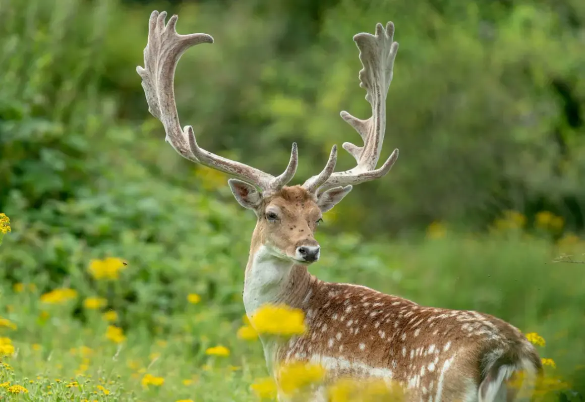 Prachtvoller Damhirsch mit imposantem Geweih, bereit für die Brunftzeit.