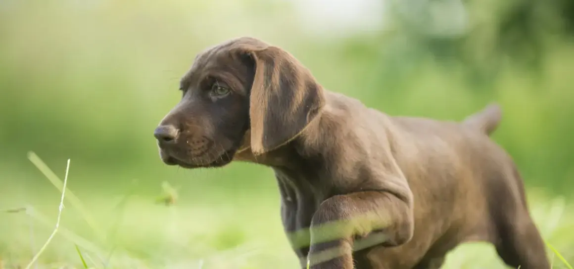 Ein braunes Welpen-Bracke mit grünen Augen erkundet neugierig das Gras.