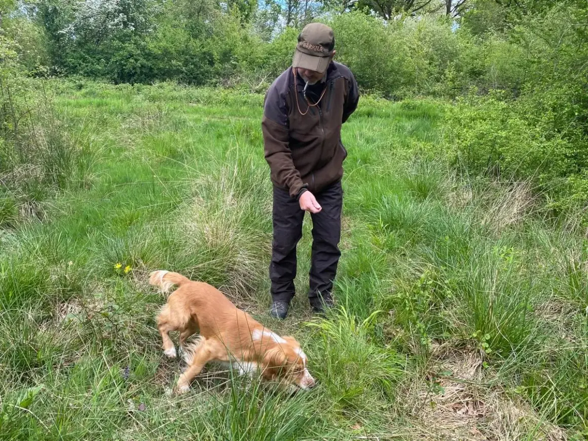 Ein Mann mit Hut beobachtet einen **waidlaut hund**, der im hohen Gras schnüffelt.