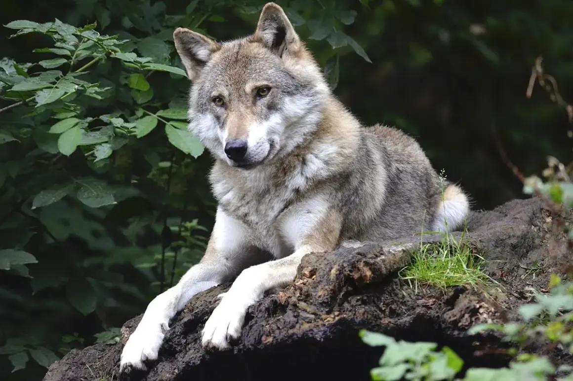Ein Wolf ruht auf einem Baumstamm, die Augen wachsam. Die Rückkehr der Wölfe nach Deutschland ist ein Zeichen für eine gesunde Natur.