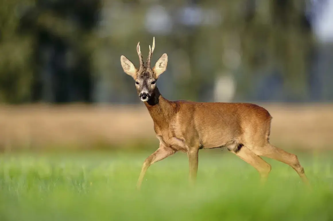 Ein Rehbock mit Geweih schreitet durch grünes Gras. Er ist ein typisches Beispiel dafür, was ist ein Bock in der Natur.