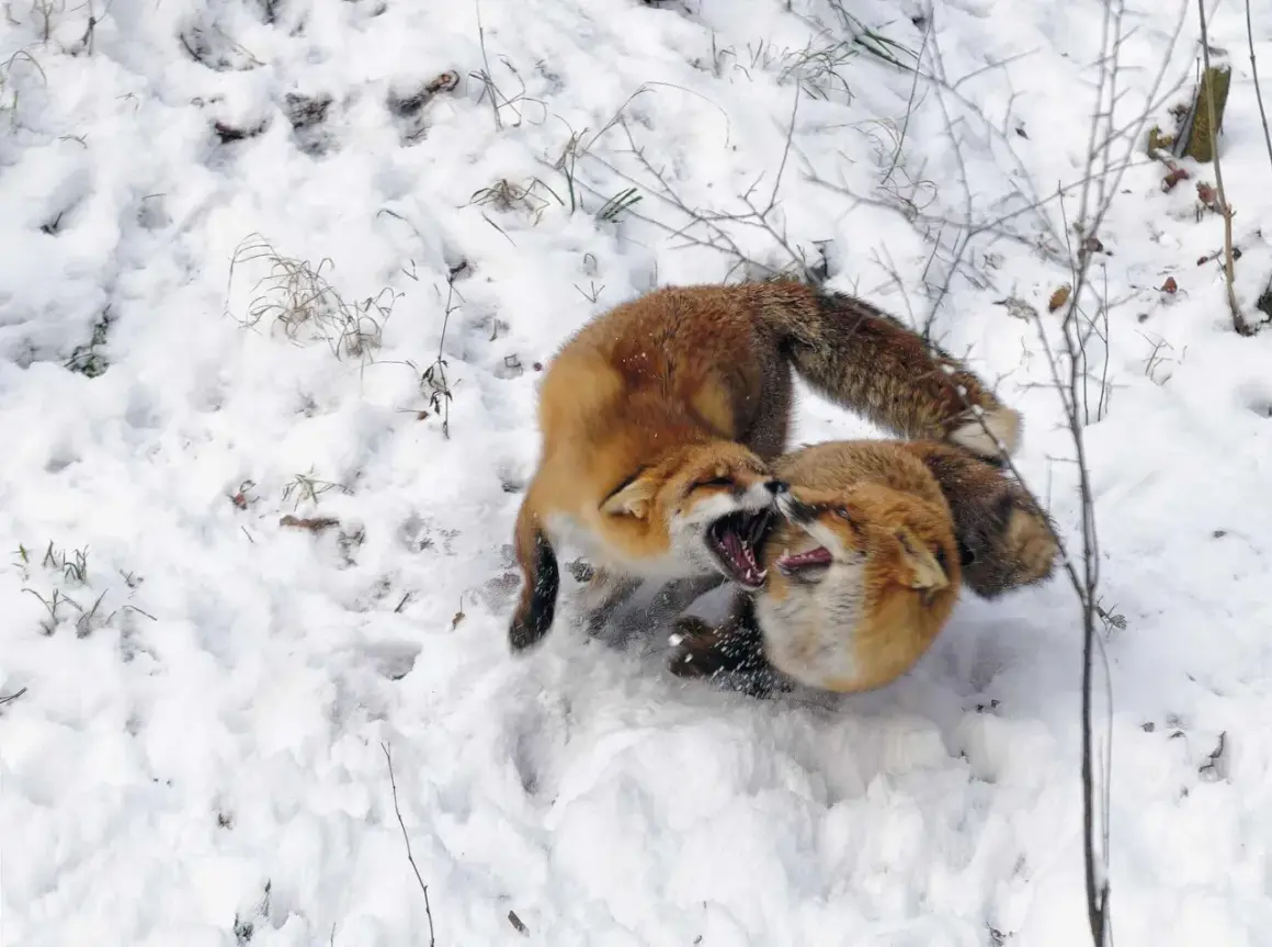 Zwei rotfüchse im winterlichen Schnee, die spielerisch miteinander raufen und ihre Zähne zeigen.