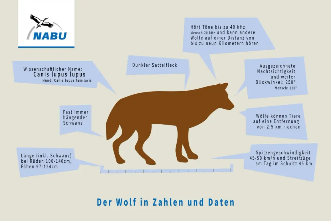 Ein Wolf kann 45-50 km/h schnell rennen. Die Grafik zeigt einen Wolf mit Daten zu seinen Sinnen und Körpermaßen.