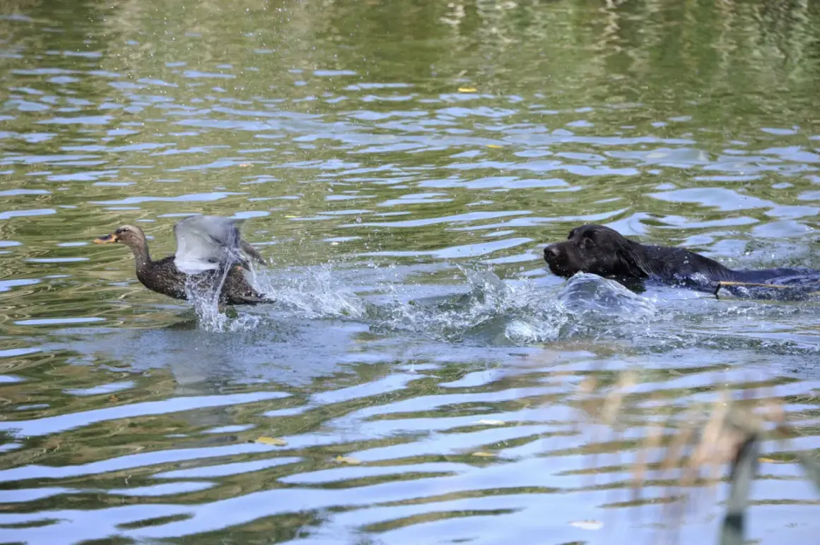 Ein Hund schwimmt im Wasser, während eine Ente davonfliegt. Die Szene erinnert an eine "enten jagd".