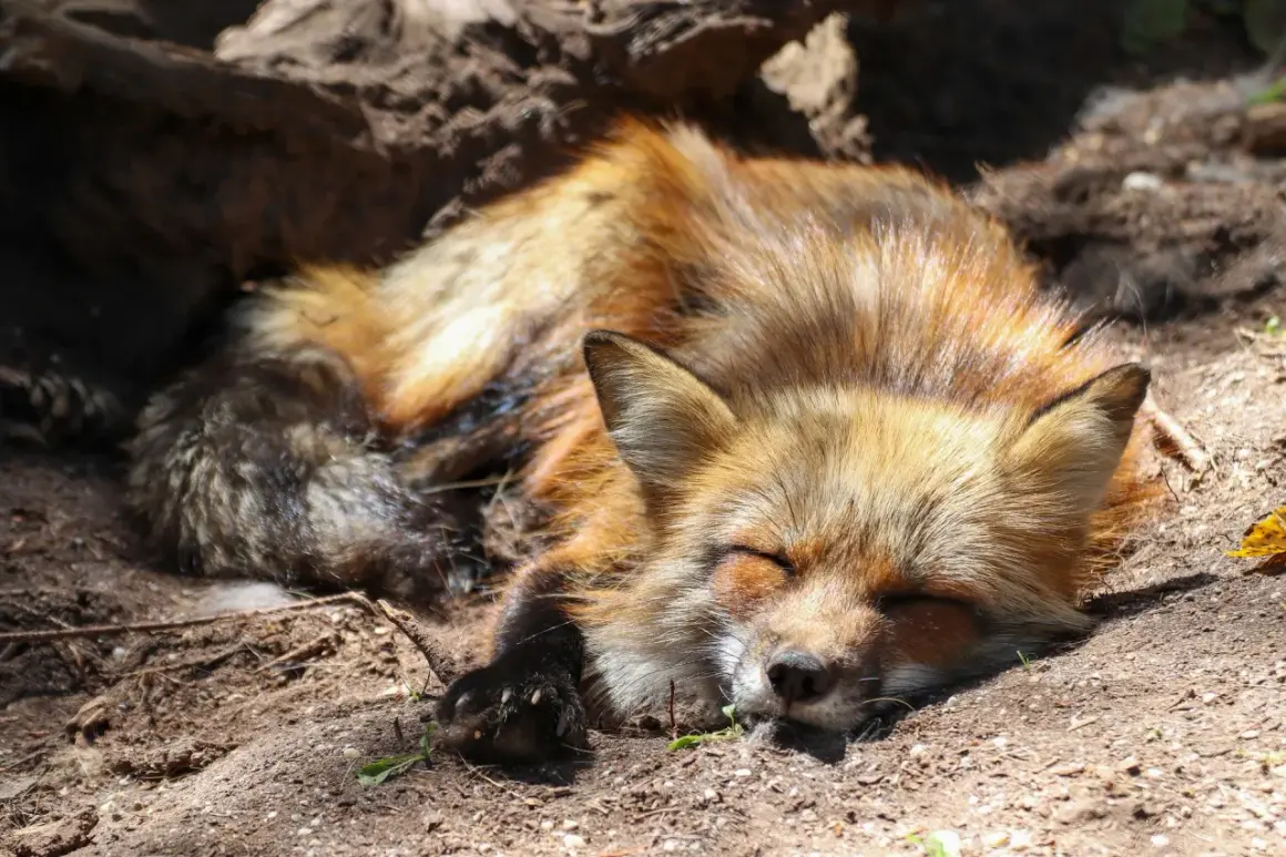 Ein **ranz fuchs** schläft friedlich im Erdreich, sein buschiger Schwanz eingerollt.