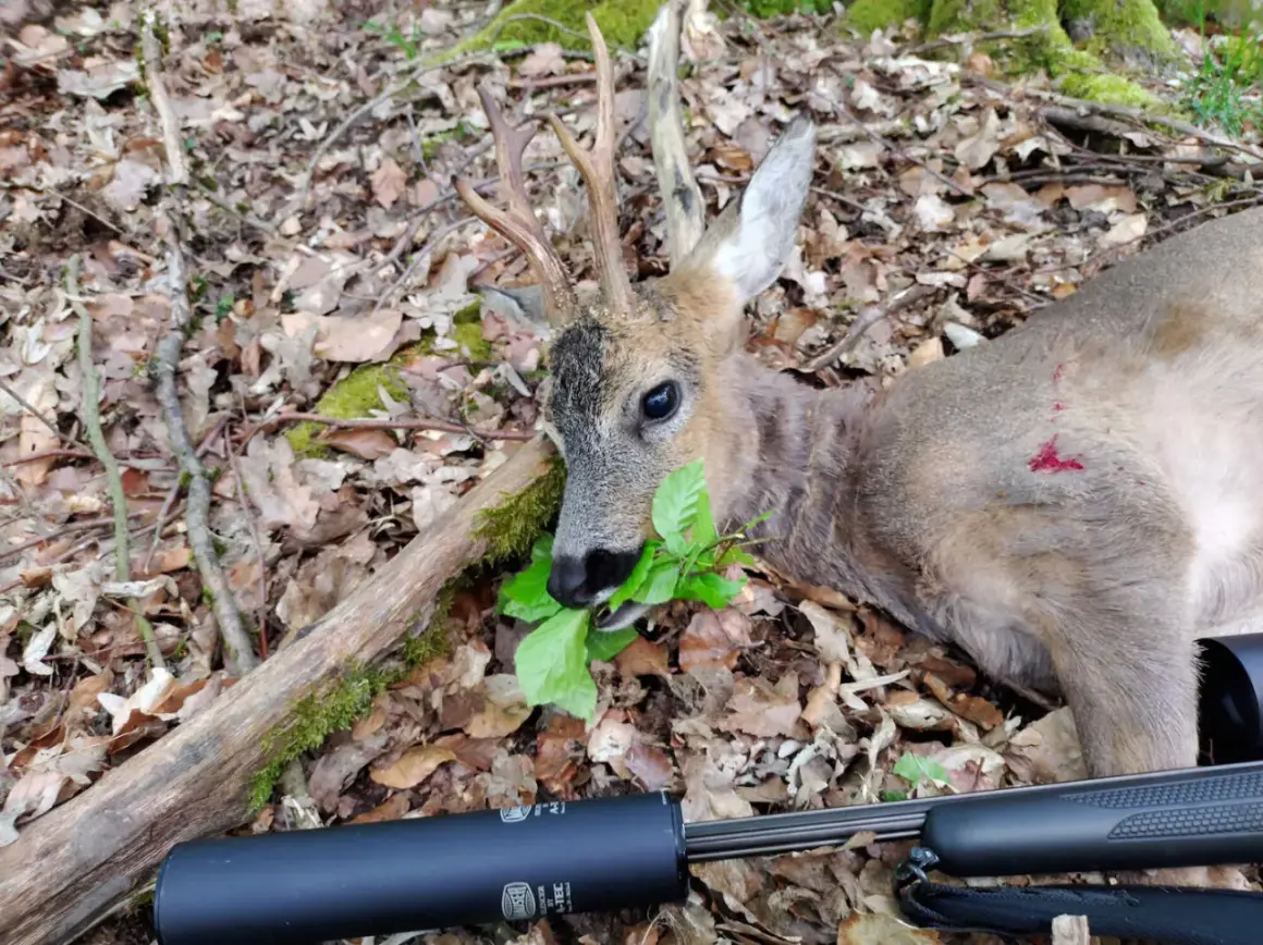 Ein erlegtes Reh mit Geweih liegt im Laub. Der Jäger hat das Mindestkaliber Rehwild erlegt.