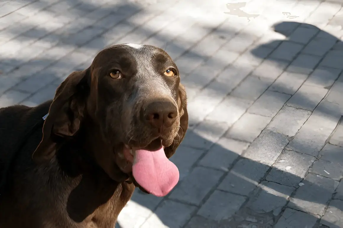 Ein brauner spanischer Pointer mit weit herausgestreckter Zunge blickt erwartungsvoll in die Kamera.