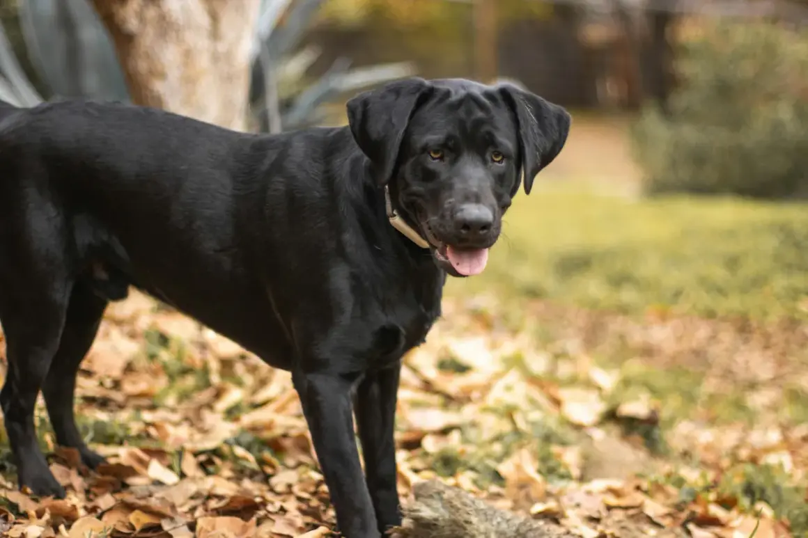 Ein schwarzer, alter Jagdhund steht im Herbstlaub.