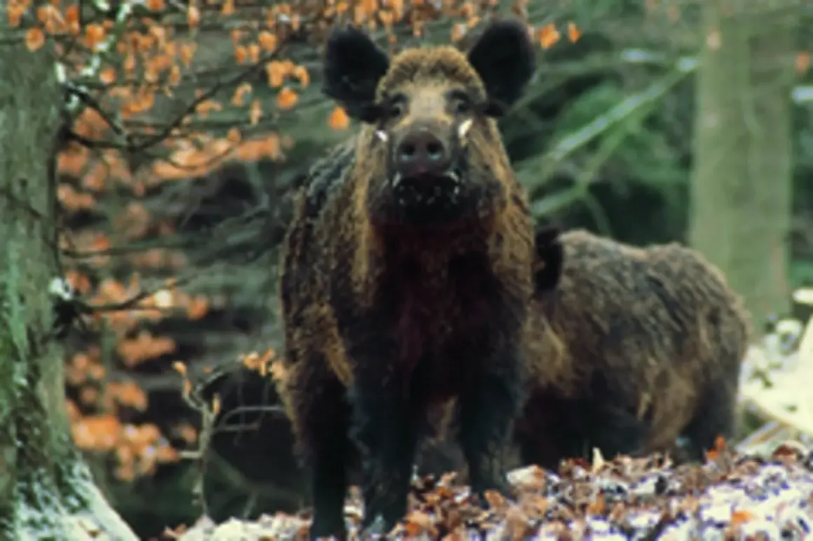 Zwei Wildschweine im Wald. Das vordere Tier blickt direkt in die Kamera. Man kann die Borsten und die Hauer gut erkennen.