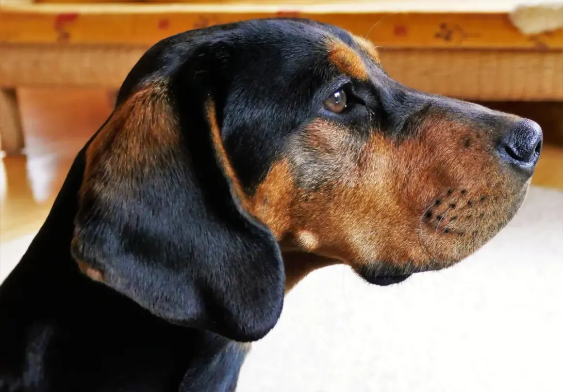 Ein braun-schwarzer Bracken Hund mit aufmerksamen Augen und hängenden Ohren blickt nach rechts.