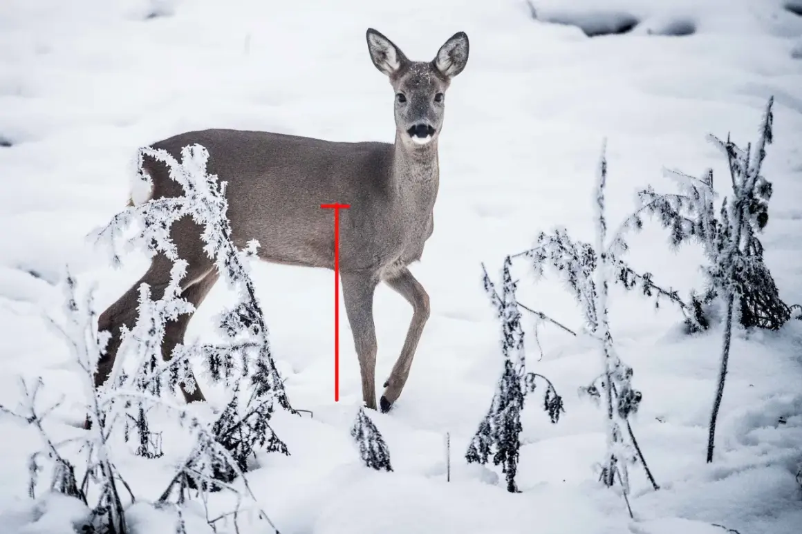Ein Reh im Schnee, markiert für einen Blattschuss.