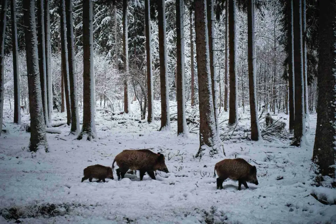 Wildschweine durchstreifen den verschneiten Wald in NRW. Die Jagdzeit ist in vollem Gange, doch die Tiere sind gut getarnt.