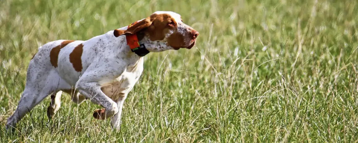 Ein weiß-brauner Bracco Hund mit orangefarbenem Halsband läuft durch hohes Gras.