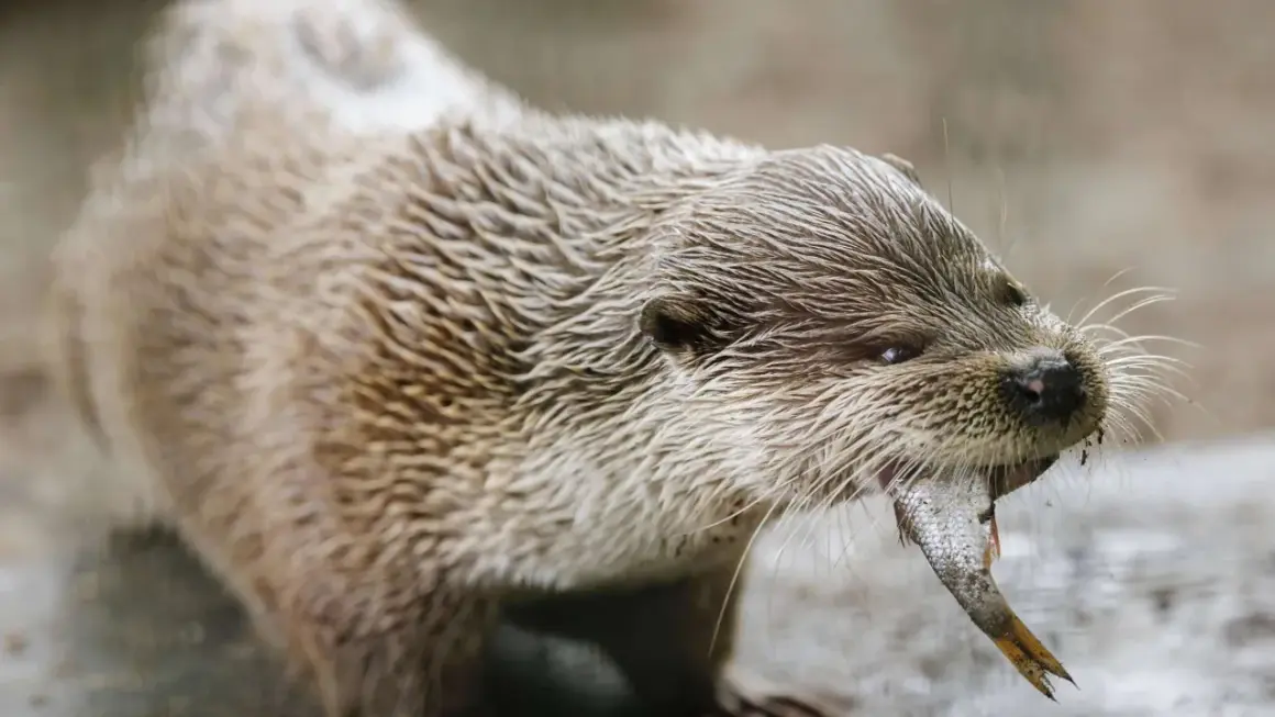 Fischotter in Bayern, der sein Jagdrecht mit einem Fisch in den Zähnen ausübt.