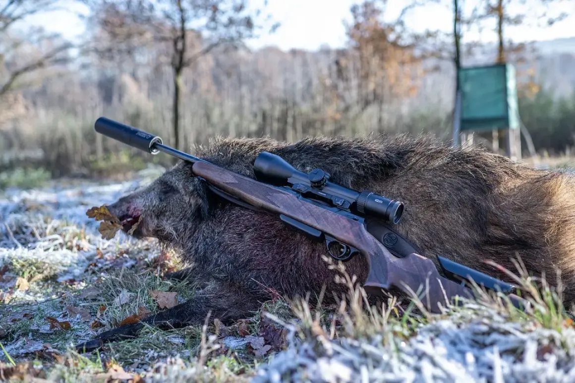 Ein erlegtes Wildschwein liegt im Gras, daneben eine Büchse mit Zielfernrohr. Die 6.5 Creedmoor eignet sich gut für solches Wild.