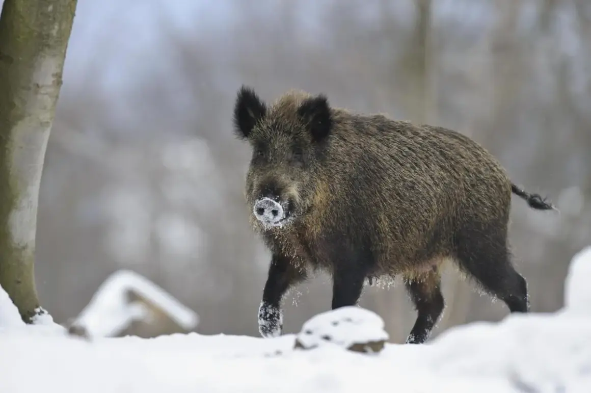 Ein riesen wildschwein stapft durch den Schnee, die Schnauze mit Reif bedeckt.