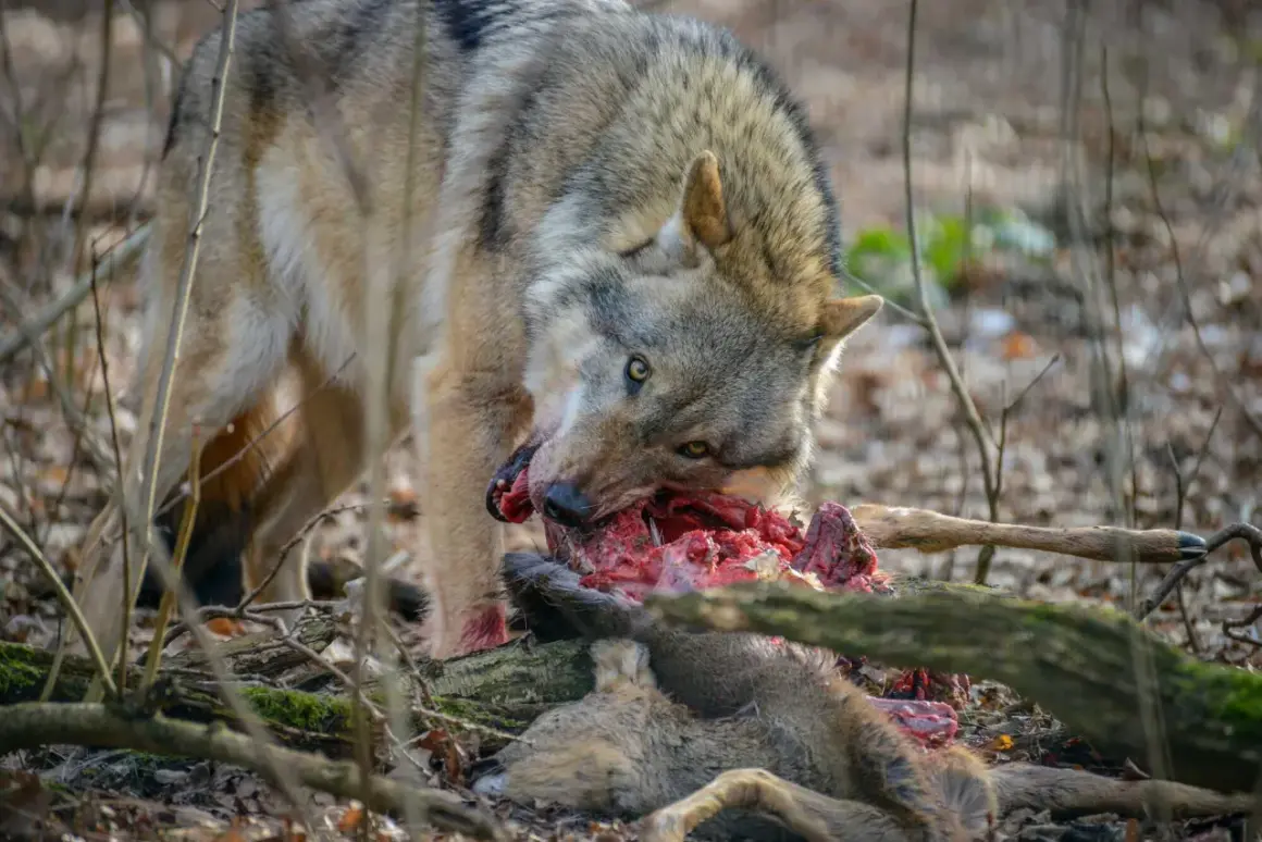 Ein Wolf frisst ein erlegtes Wildschwein im Wald. Die Szene zeigt die rohe Natur.