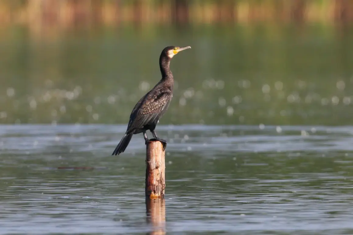Ein Kormoran sitzt auf einem Holzpfahl im Wasser und wartet auf seine nächste Kormoran Jagd.
