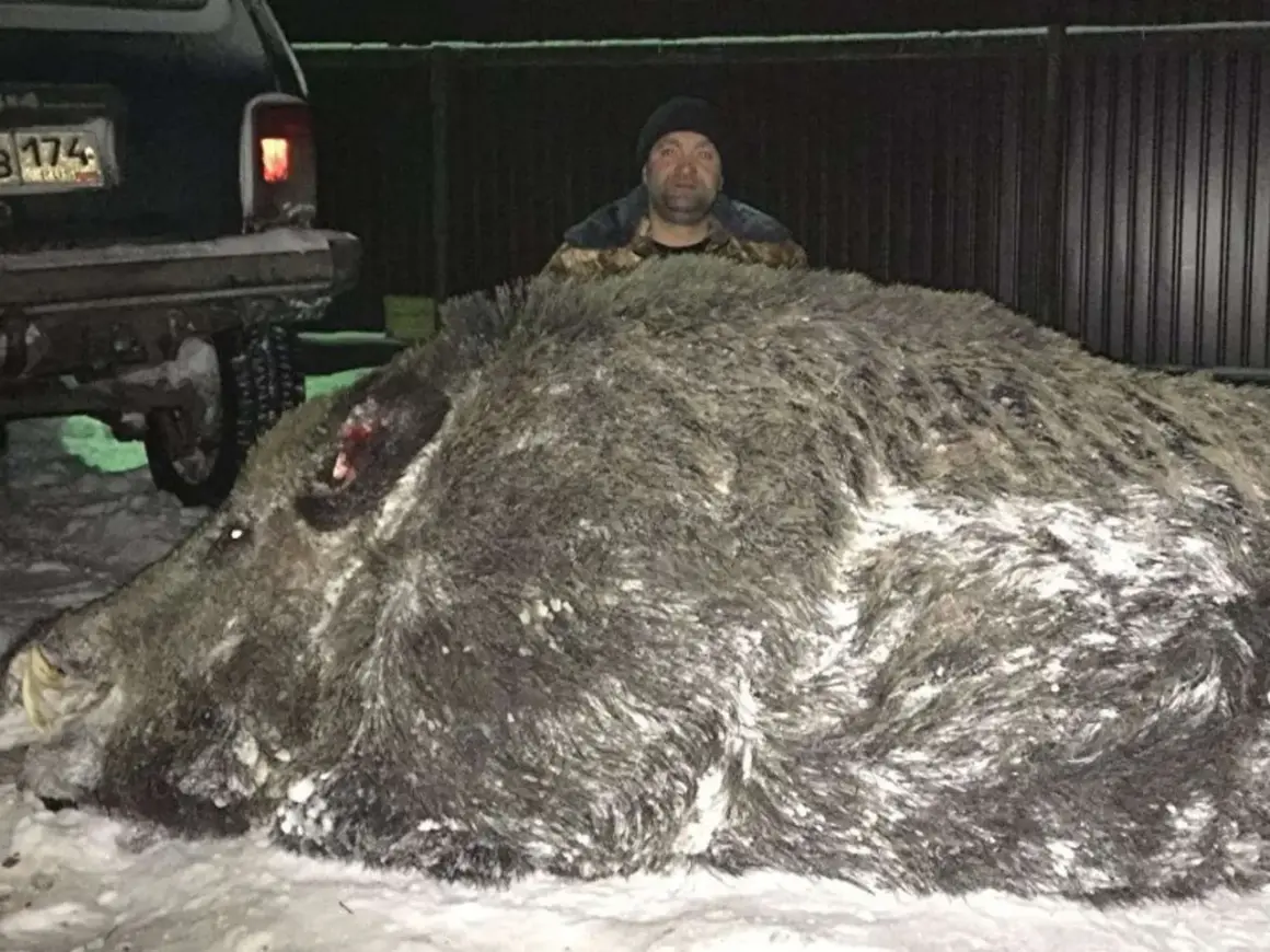 Ein Mann steht hinter einem riesigen Wildschwein. Das beeindruckende Wildschwein Gewicht lässt erahnen, dass dies eine außergewöhnliche Jagd war.