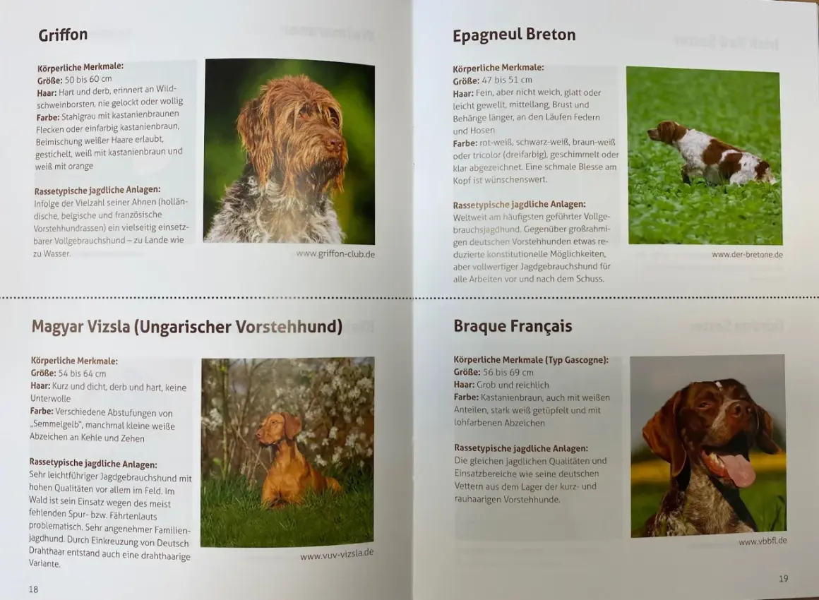 Ein brauner Jagdhund mit weißer Brust und Pfoten, der im Gras steht. Ein weiterer Jagdhund, ein Vizsla, sitzt im Gras.