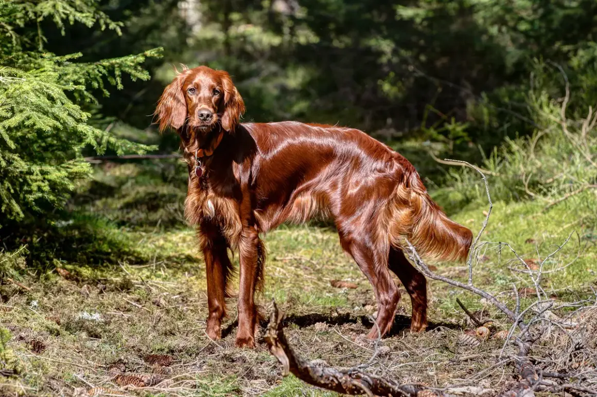 Ein schöner Irish Setter im Wald, der aufmerksam die Umgebung beobachtet. Keine Probleme hier, nur Natur.