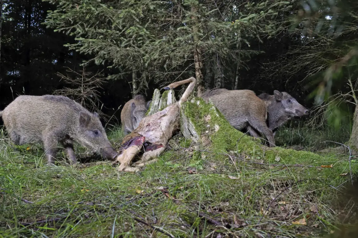 Wildschweine fressen ein Reh im Wald. Mehrere Tiere sind um den Kadaver versammelt, der auf einem moosbewachsenen Baumstumpf liegt.