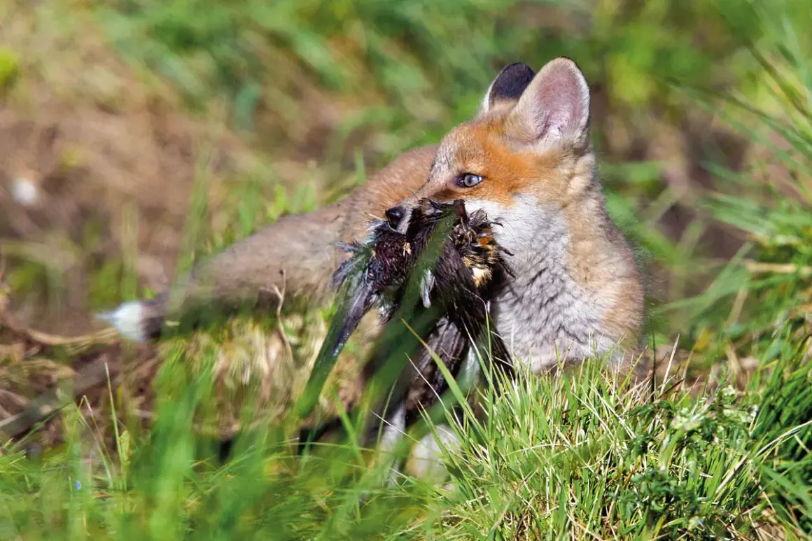 Ein junger Fuchs mit Beute im Maul, der gerade versucht, sie zu verspeisen.
