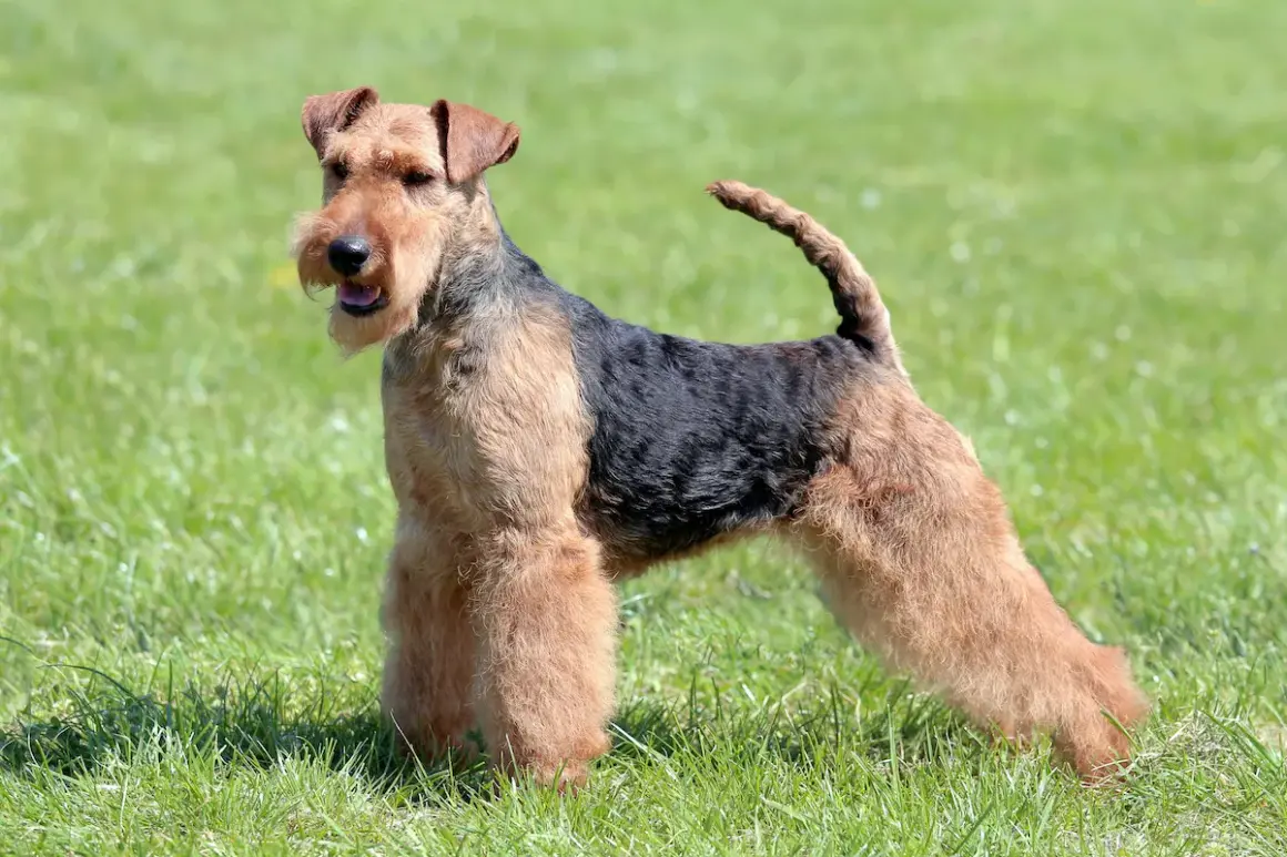 Ein stolzer Welsh Terrier steht auf einer grünen Wiese. Sein struppiges Fell ist schwarz und braun gefärbt.