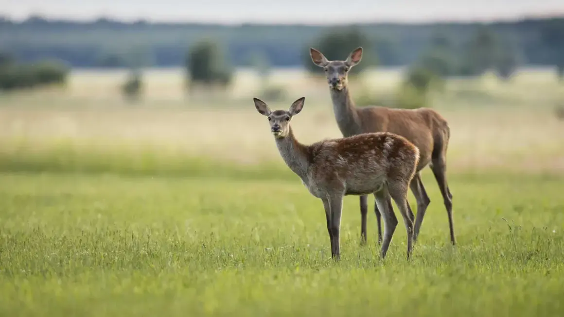 Zwei schmucke Rotwild-Tiere stehen auf einer grünen Wiese.