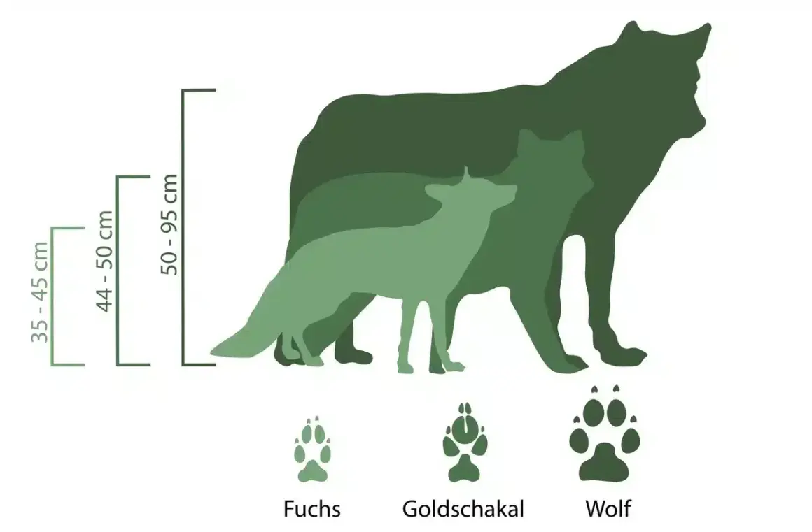 Größenvergleich: Fuchs (35-45 cm), Goldschakal (44-50 cm) und Wolf (50-95 cm). Die Abdrücke zeigen den Goldschakal-Wolf-Unterschied.