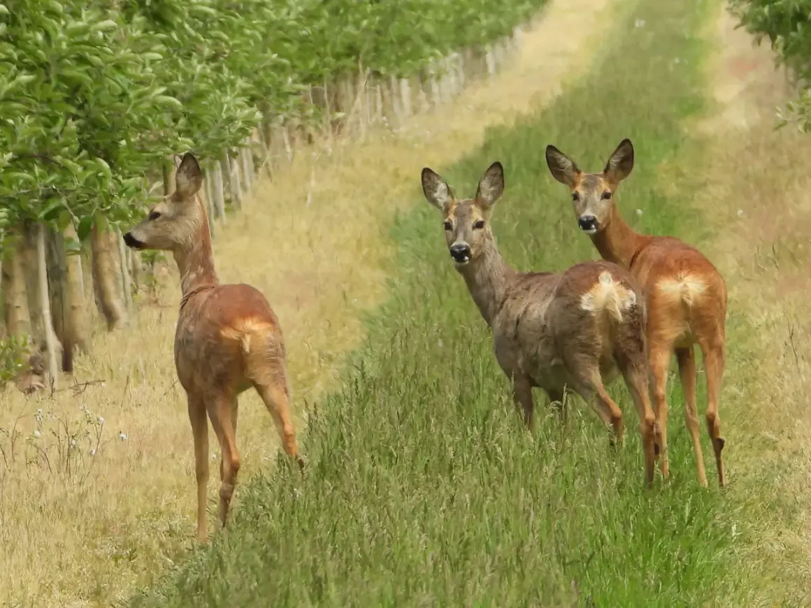 Drei Rehe stehen auf einer Wiese neben einem Obstgarten. Ein Reh blickt nach links, die anderen beiden schauen neugierig in die Kamera. Beim Rehwild ansprechen ist die Tarnung wichtig.