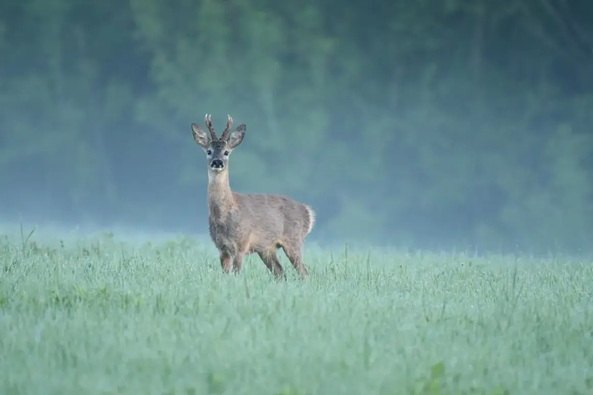 Ein Rehbock steht im Morgentau auf einer Wiese. Die Blattzeit hat begonnen, und das Rehwild ist aktiv.