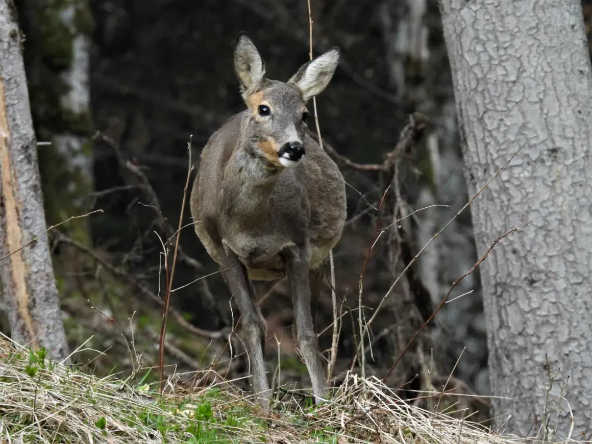 Ein Reh steht im Wald, bereit für den jagdjahr beginn. Die Natur erwacht, und das scheue Tier ist auf der Hut.