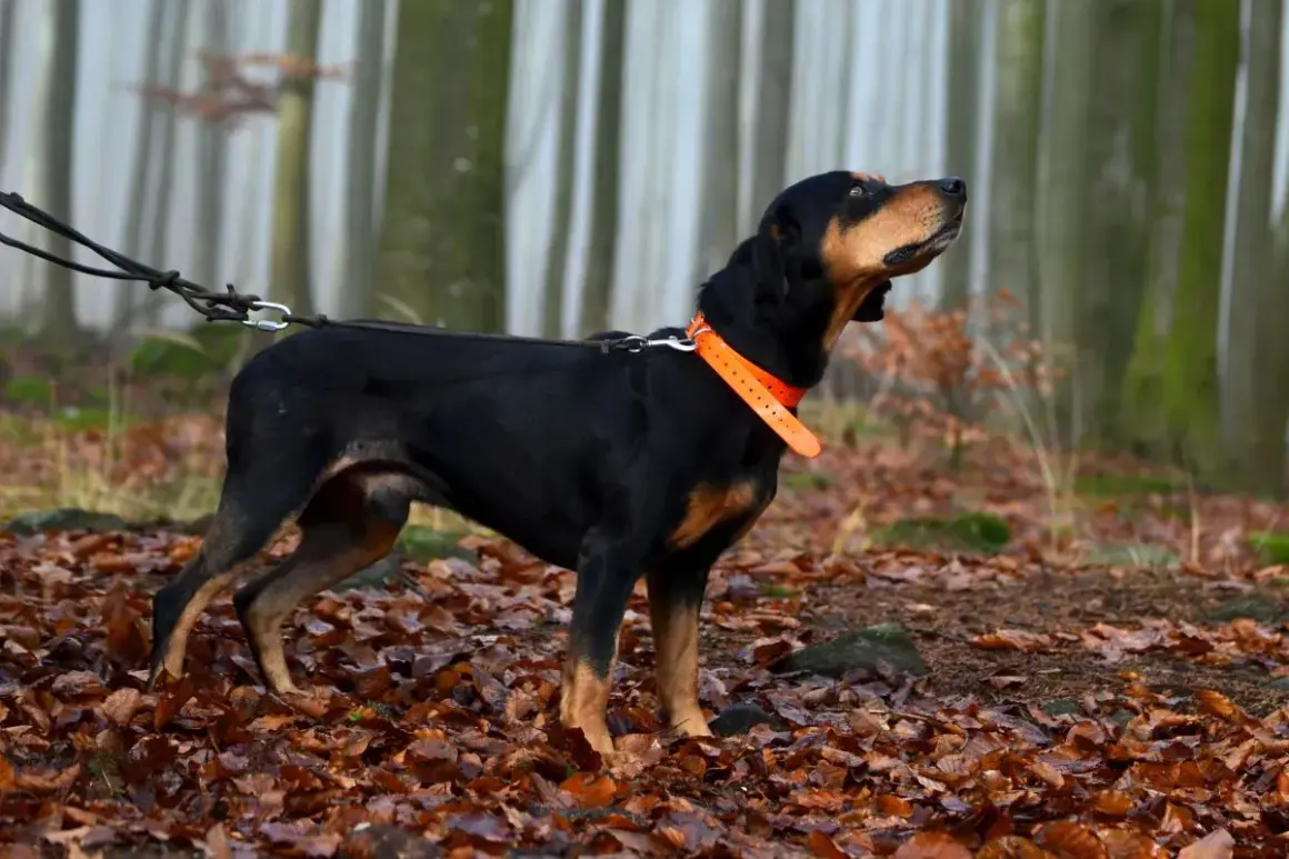 Schwarzwildbracke mit orangefarbenem Halsband im Herbstwald. Ein treuer Familienhund, der aufmerksam die Umgebung beobachtet.