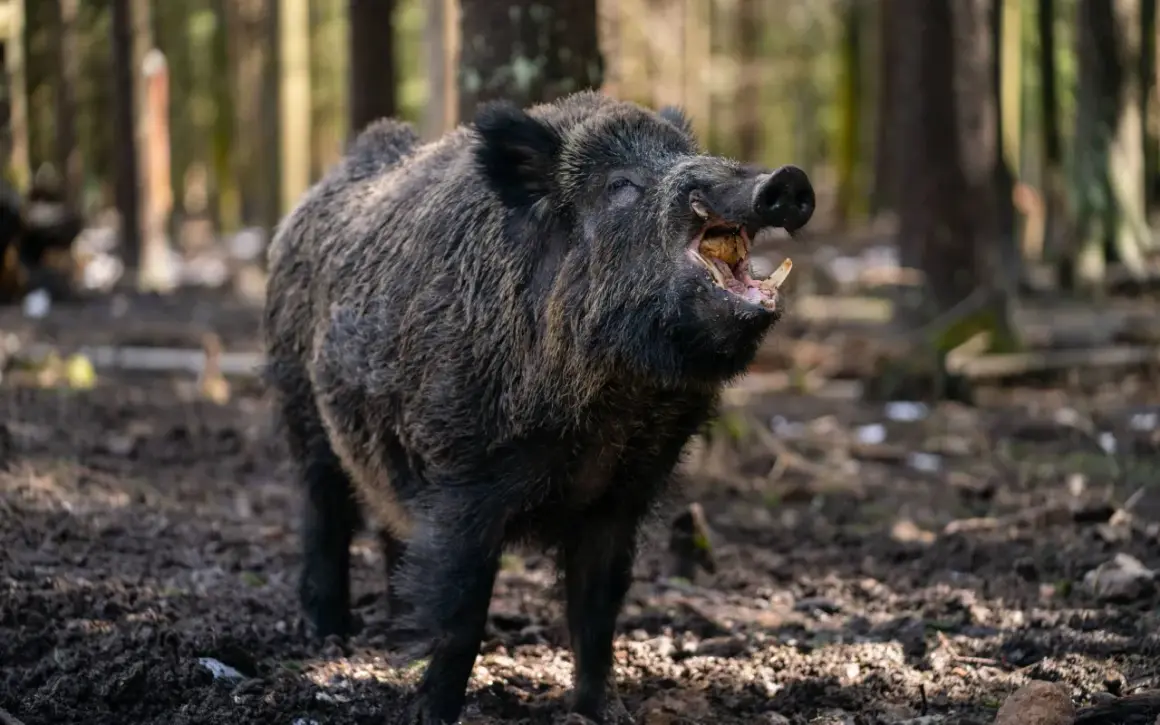 Ein Keiler, ein wildes Schwein, steht im Wald und zeigt seine beeindruckenden Hauer.