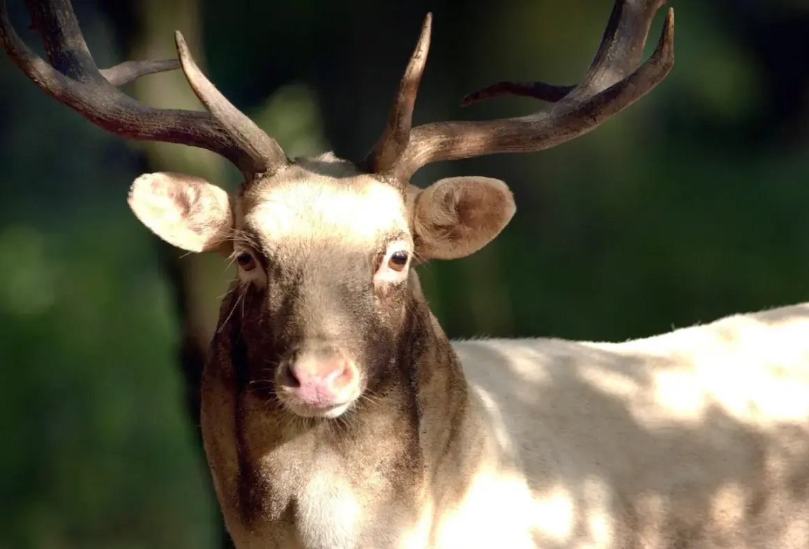 Ein Damhirsch mit prächtigem Geweih blickt in die Kamera. Die Jagdzeit in Niedersachsen beginnt.