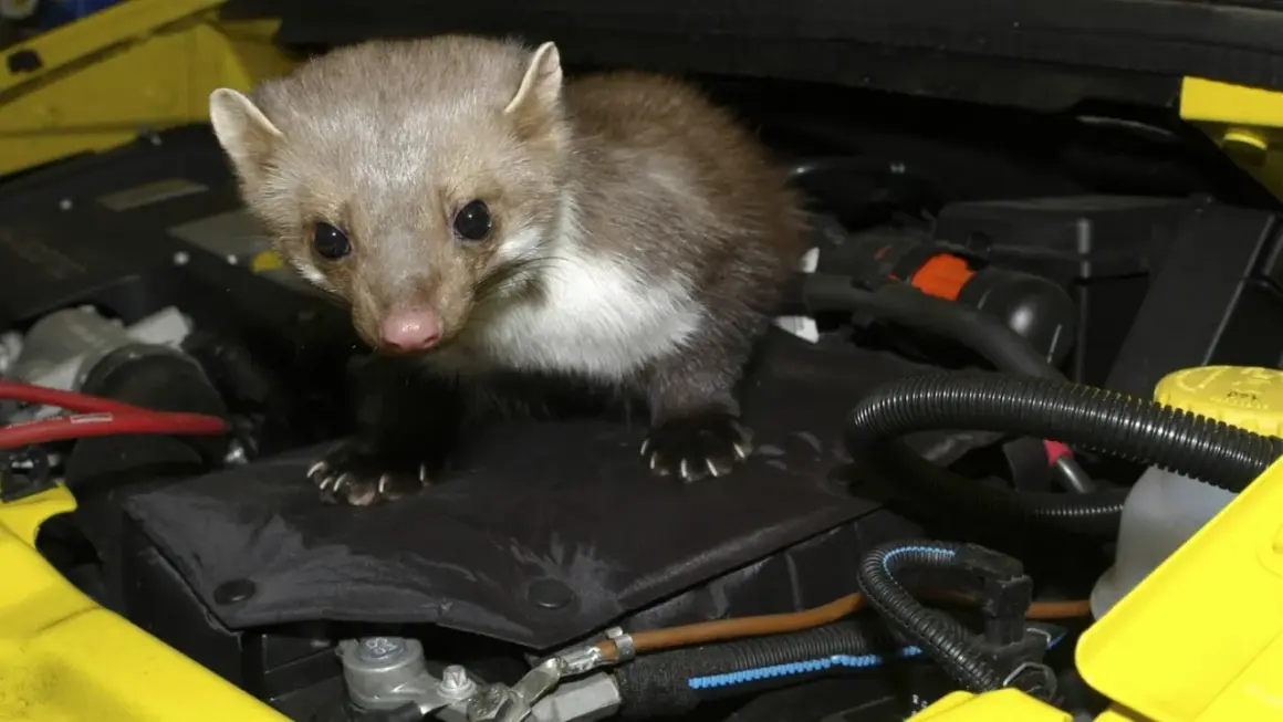 Ein Marder sitzt im Motorraum eines Autos. Was lockt Marder an? Wärme und Verstecke.