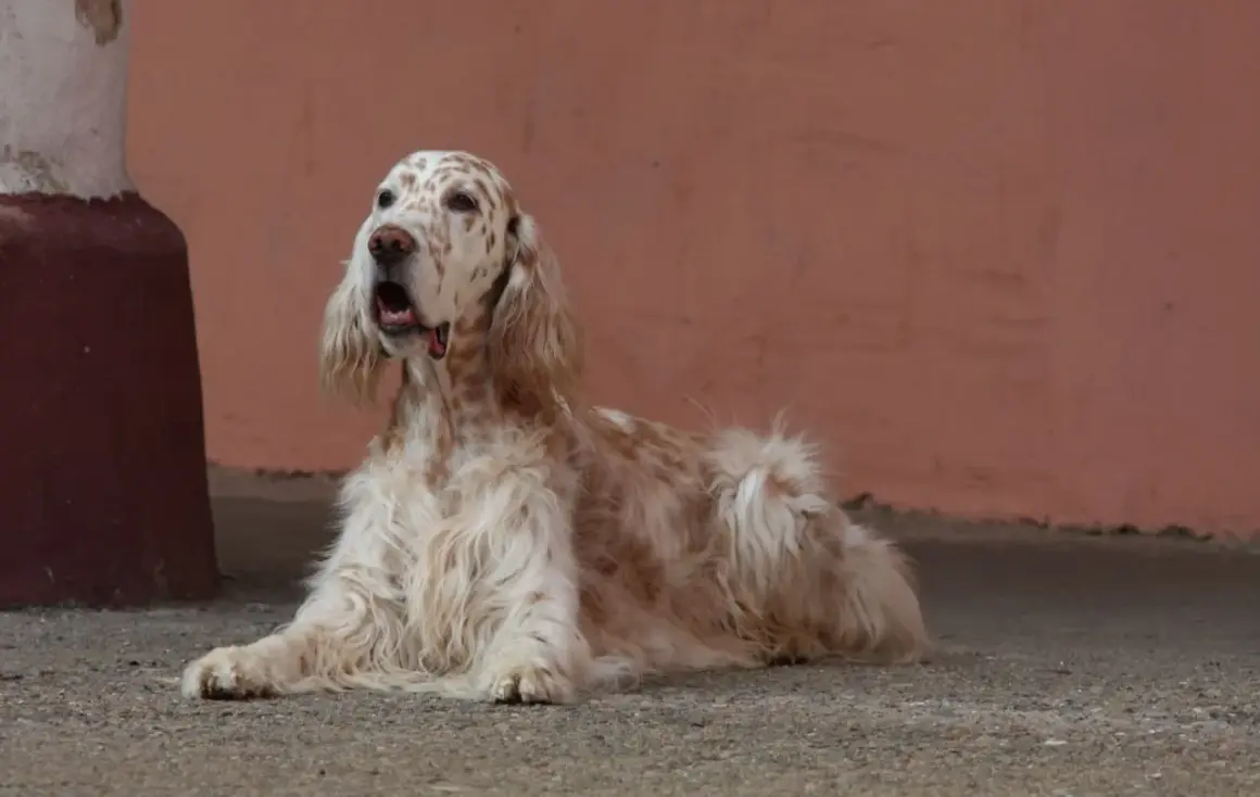 Ein English Setter liegt auf dem Boden, sein Fell ist weiß mit braunen Flecken. Er sieht besorgt aus, vielleicht wegen möglicher English Setter Krankheiten.