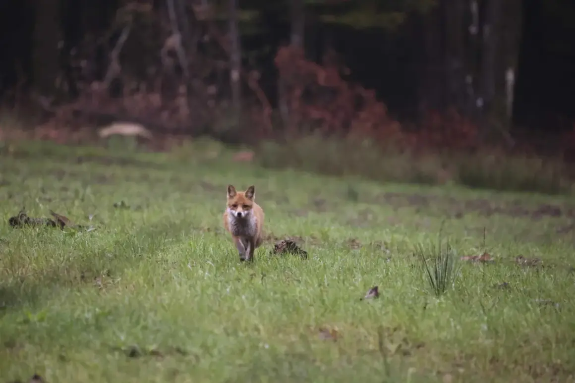 Ein neugieriger Fuchs nähert sich vorsichtig über eine grüne Wiese. Ein Versuch, den Fuchs anzulocken, könnte hier gelingen.