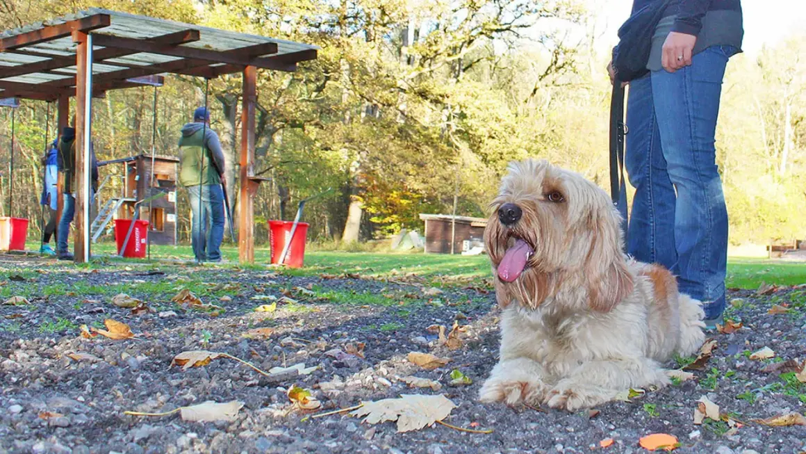Ein Hund liegt entspannt am Boden, während im Hintergrund Menschen auf einem Schießstand sind. Hier wird der Hund schussfest gemacht.