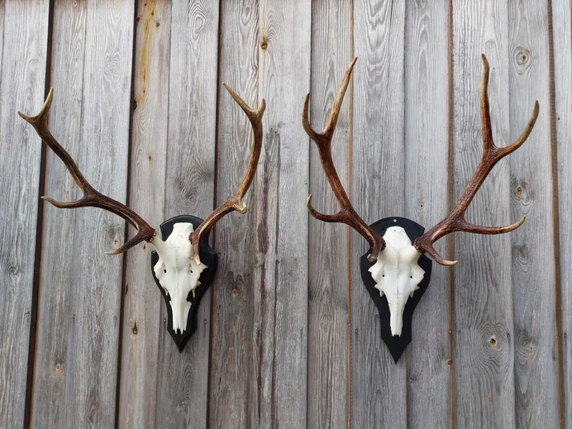 Zwei prächtige Hirschgeweihe, die an einer Holzwand hängen. Diese Hirsch-Trophäen sprechen die Klasse 3 an und sind ein beeindruckender Anblick.