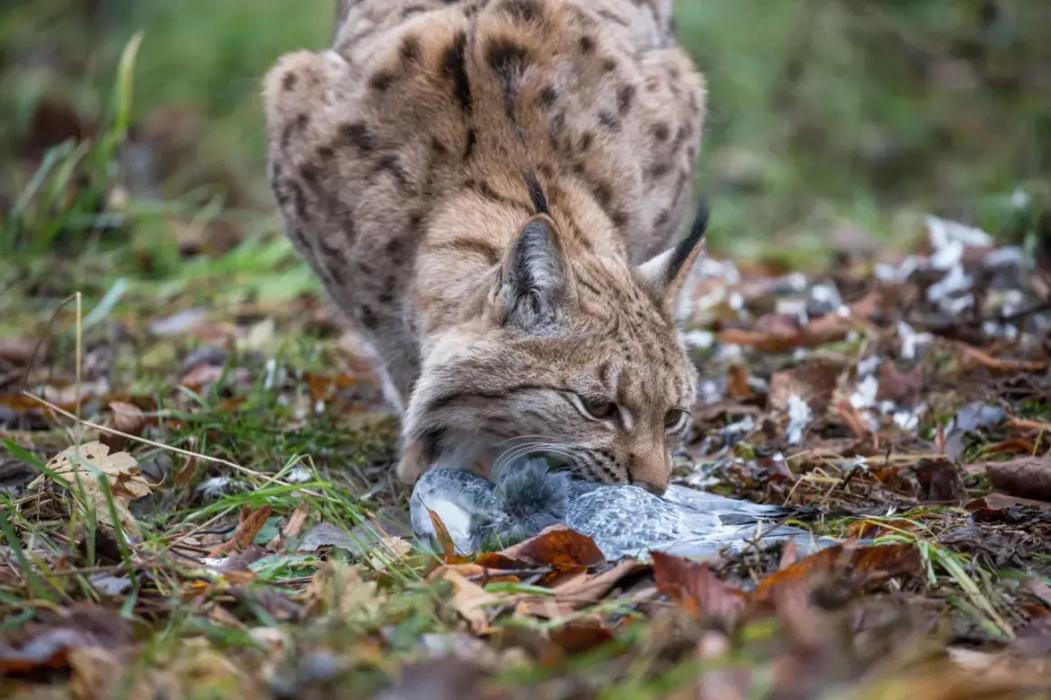 Ein Luchs mit getupftem Fell packt eine Taube. Ein Luchs-Angriff auf ein Beutetier, nicht auf einen Menschen.