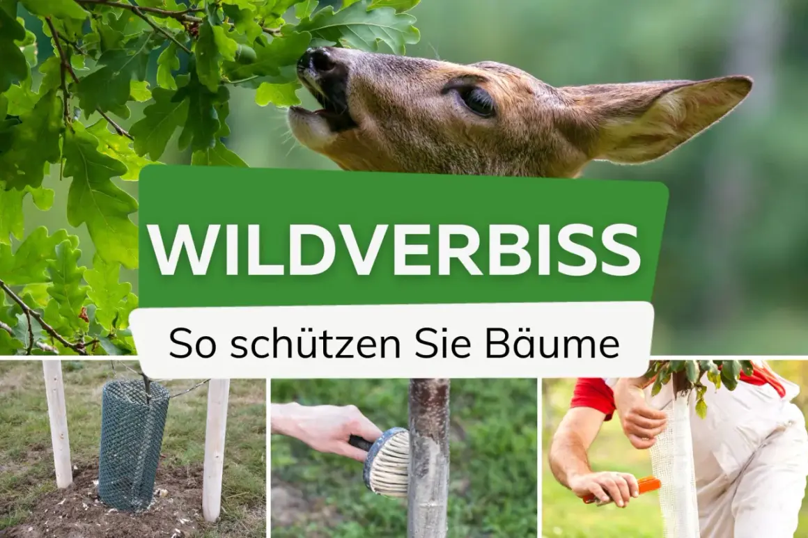 Wildverbiss: Ein Reh frisst Eichenblätter. Bild zeigt Schutzmaßnahmen wie Gitter und Manschetten. Hausmittel gegen Wildverbiss sind hier nicht zu sehen.