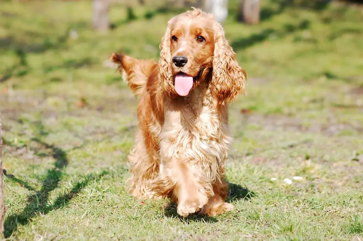 Ein goldener Cocker Spaniel, eine der beliebtesten Spaniel Rassen, genießt die Sonne im Gras.