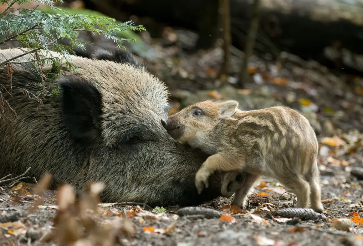 Ein Frischling kuschelt sich an seine Mutter. Bilder von Schwarzwild ansprechen: Ein süßer Moment im Wald.